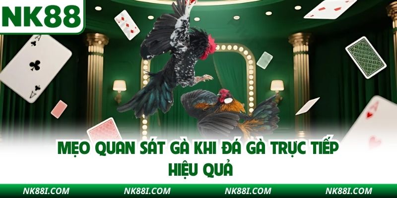 Mẹo quan sát gà khi đá gà trực tiếp hiệu quả