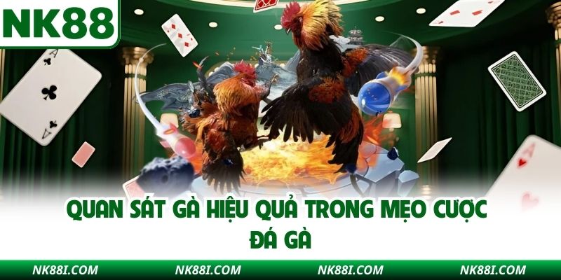 Quan sát gà hiệu quả trong mẹo cược đá gà